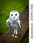 White barn owl standing on wooden bench