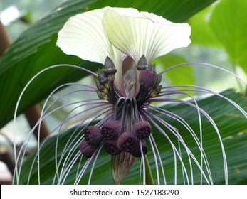 White Bat Flower (Tacca Integrifolia) Dioscoreaceae Family.