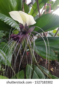 White Bat Flower (Tacca Integrifolia) Dioscoreaceae Family.