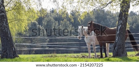 White and bay horse in a pasture in a fence against the backdrop of nature. Banner. Natural scene at sunset. Trees, birch. Spring Summer