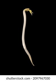 White Bean Sprout On A Black Background