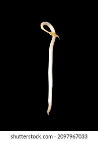 White Bean Sprout On A Black Background