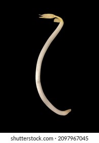 White Bean Sprout On A Black Background