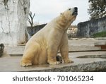 white bear