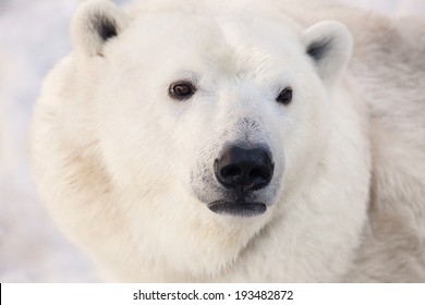 white bear 