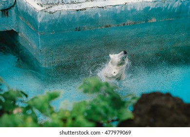 
White Bear