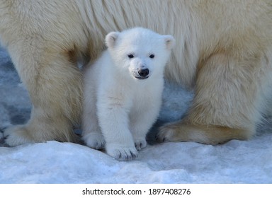 White bear cub stands in the snow.