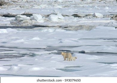 14,784 Russian Arctic Images, Stock Photos & Vectors | Shutterstock