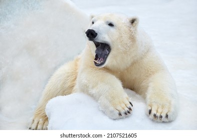 The White Bear Cub Yawns