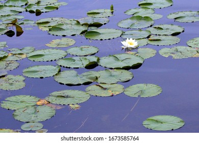 White Bear Lake, MN July 27, 2008 Water Lilies And Lily Pads On White Bear Lake In White Bear Lake, Minnesota USA.