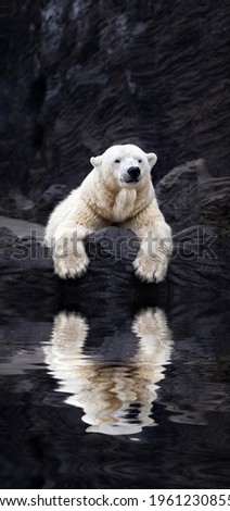 White bear on the rocks, Lying polar bear situated on a rock, reflected in water