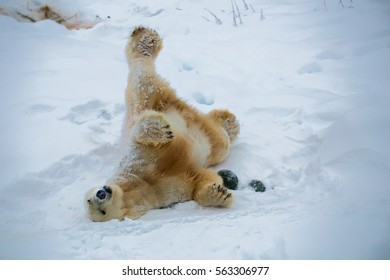 White bear playing