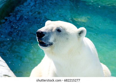 white Bear portrait