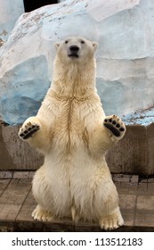 White Bear Standing On Back Paws