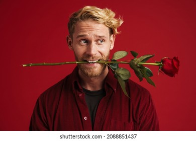 White bearded man smiling while holding rose in his mouth isolated over red wall