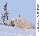 White Bears are carnivoran mammals of the family Ursidae. They are classified as caniforms, or doglike carnivorans. Although only eight species of bears are extant, they are widespread.