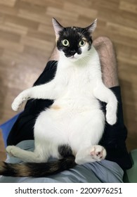 White Beautiful Cat On A Man's Lap