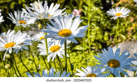 1,358 Dancing daisy Images, Stock Photos & Vectors | Shutterstock