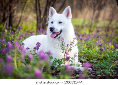 White Beautiful Dog Garden Spring  