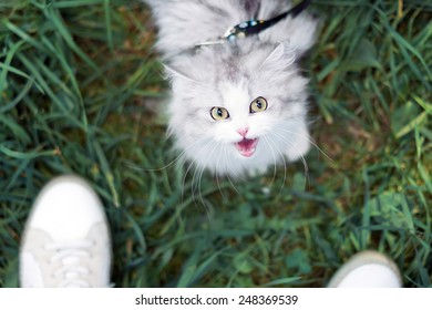 White beautiful female cat walking on green grass