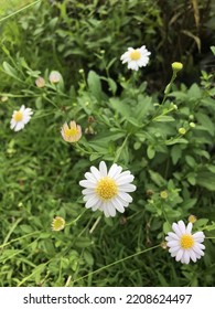 White Beautiful Flowers At Mahidol University