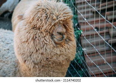 White Beautiful Furry Llama Alpaca Next To A Wire Fence In Captivity. Eyes Are Covered With Curly Fur. High Quality Photo