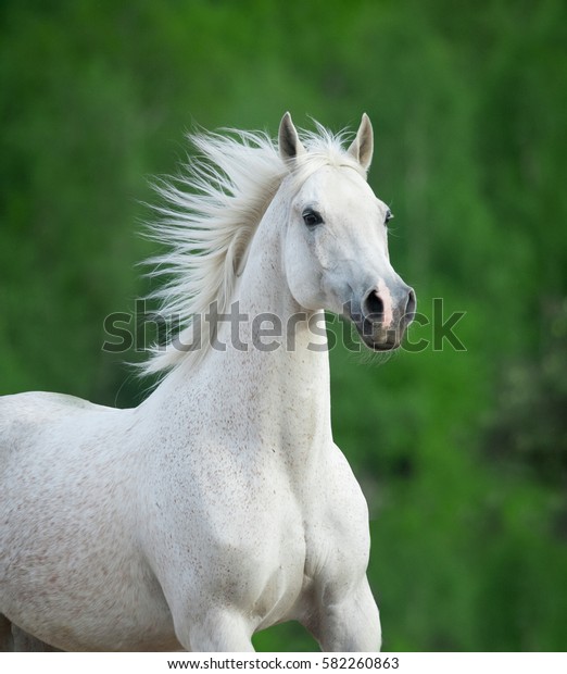 緑の背景に白い美しい馬のポートレート の写真素材 今すぐ編集