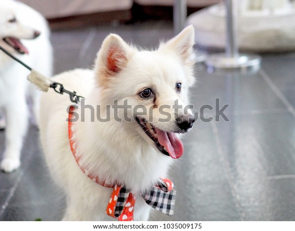 White Beautiful Japanese Spitz Dog Breed Stock Photo Edit Now