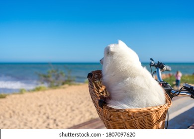 White beautiful japanese spitz on the sea sandy beach background of blue ocean water. Outdoors on sunny summer day
