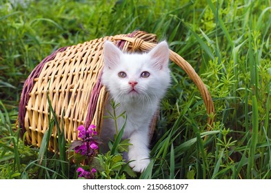 White Beautiful Kitten On The Background Of A Basket And Nature. Postcard, Cover, Picture, Wallpaper, Screensaver, Printable