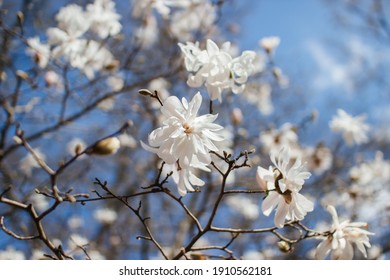 White beautiful large flowers on the branches of a bare tree against the blue sky. White magnolia close-up. Spring flower background. A large, creamy white southern magnolia flower