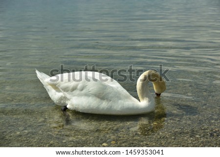 A white beautiful swan basks at a lake