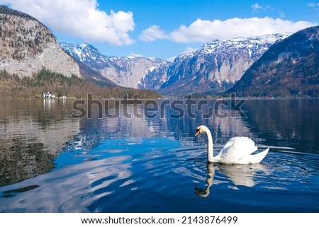 White beautiful swan on a lake in the famous mountain village of Hallstatt background in the Austria
