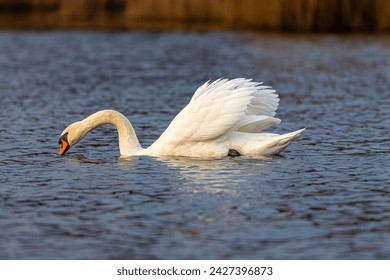White beautiful swan swimming calmly on the lake surface - Powered by Shutterstock