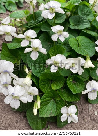 White beautiful  violets bloomed in spring. Viola sororia grows in the garden in May.