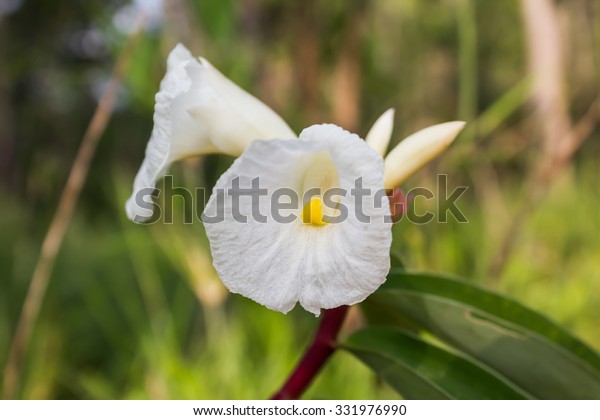 White Beautiful Wild Ginger Malay Ginger Stock Photo Edit Now 331976990