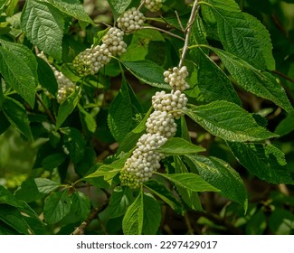 White beautyberry, Callicarpa americana var. alba, fruits and leaves on arching branches. Photographed in the fall in Tennessee. The berries are a food source for many songbirds and small mammals. 