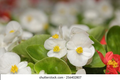 White Begonia