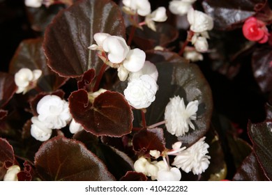 White Begonia