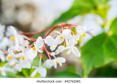 White Begonia