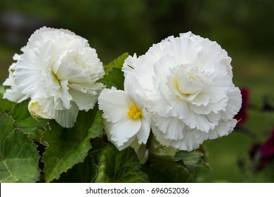 White Begonia