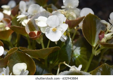 White Begonia Flower Close-up