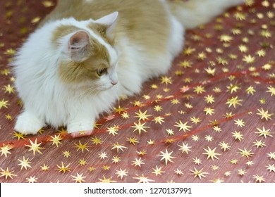 White beige cat on a red cloth with golden stars. Christmas background. - Shutterstock ID 1270137991