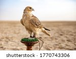 White and Beige Falcon sitting in the desert