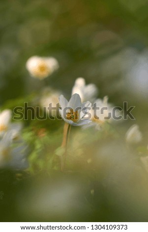 Similar – Image, Stock Photo for all girls Garden