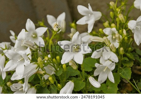 Similar – Image, Stock Photo Meadow bellflower Nature
