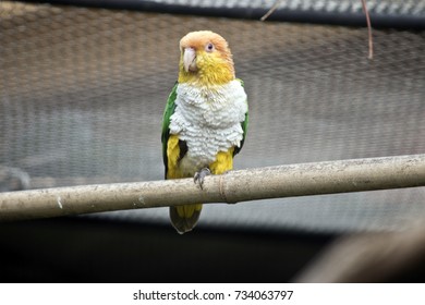 the white bellied caique is in an avairy