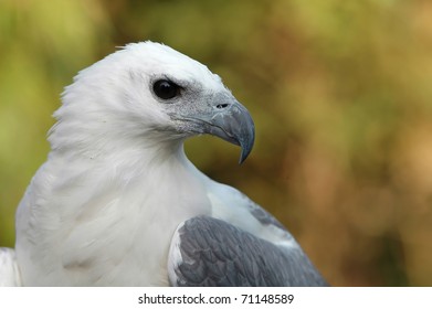 White Bellied Sea Eagle