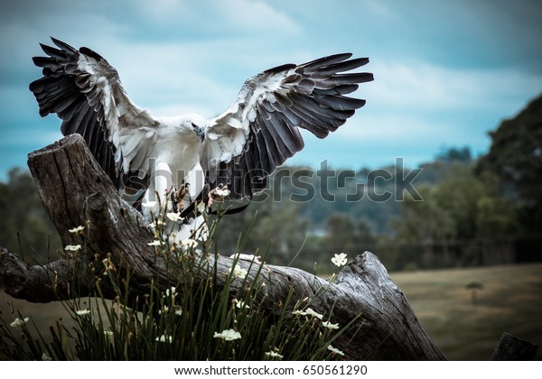White Bellied Sea Eagle\
Landing