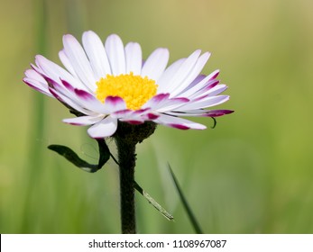 Bellis Perennis High Res Stock Images Shutterstock